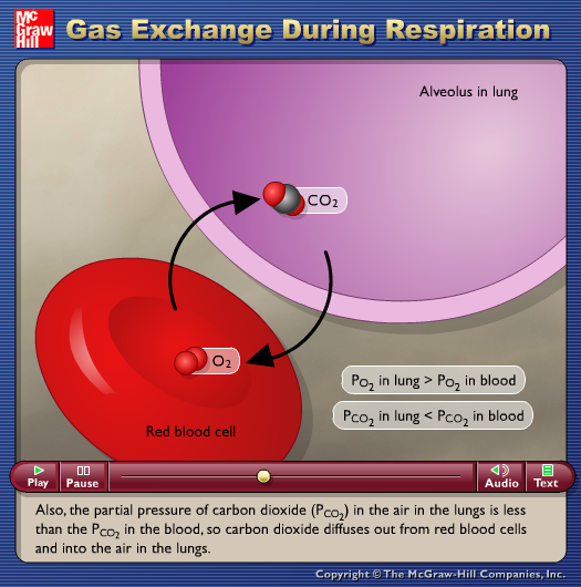 Gas Exchange During Respiration