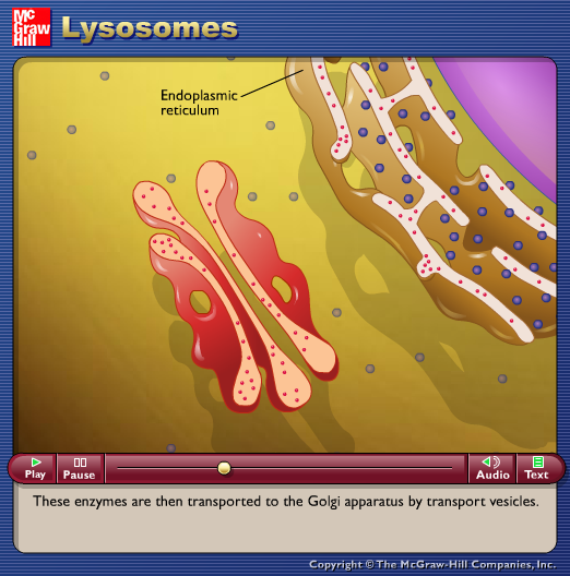 Lysosomes