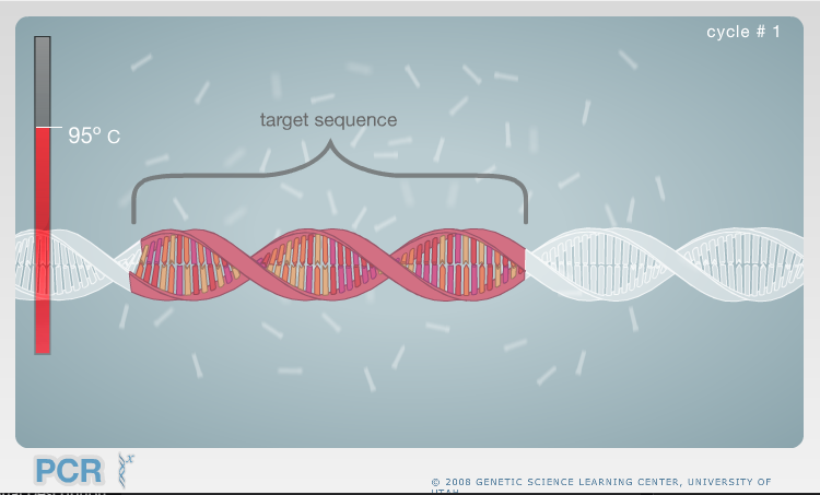 Virtual Labs: PCR