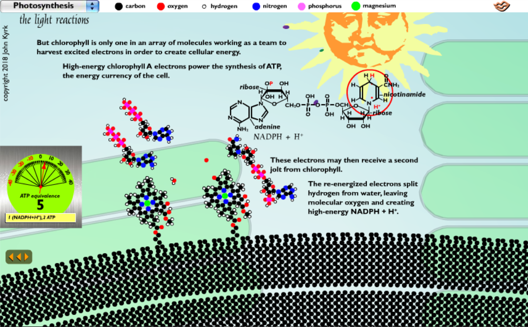 Photosyntesis - Light Reactions