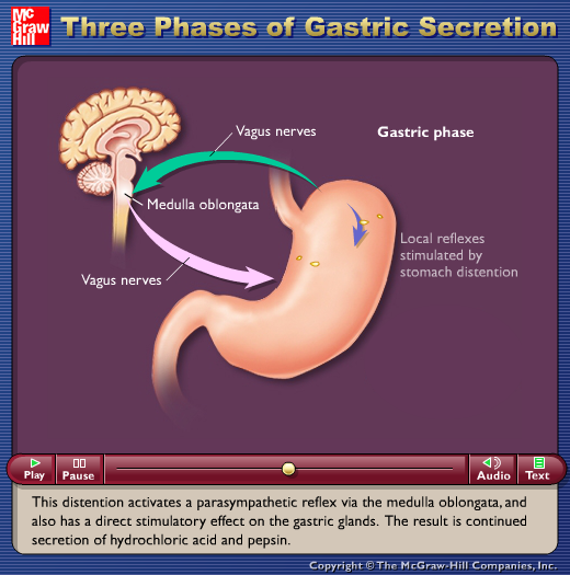 Three Phases of Gastric Secretion