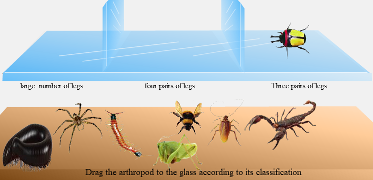 Classification of arthropods