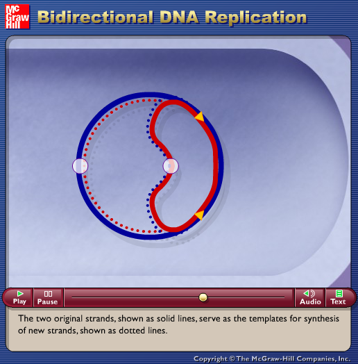 Bidirectional DNA Replication