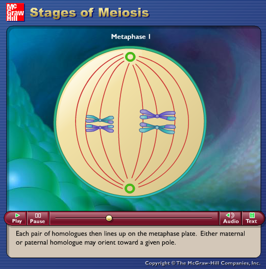 Stages of Meiosis