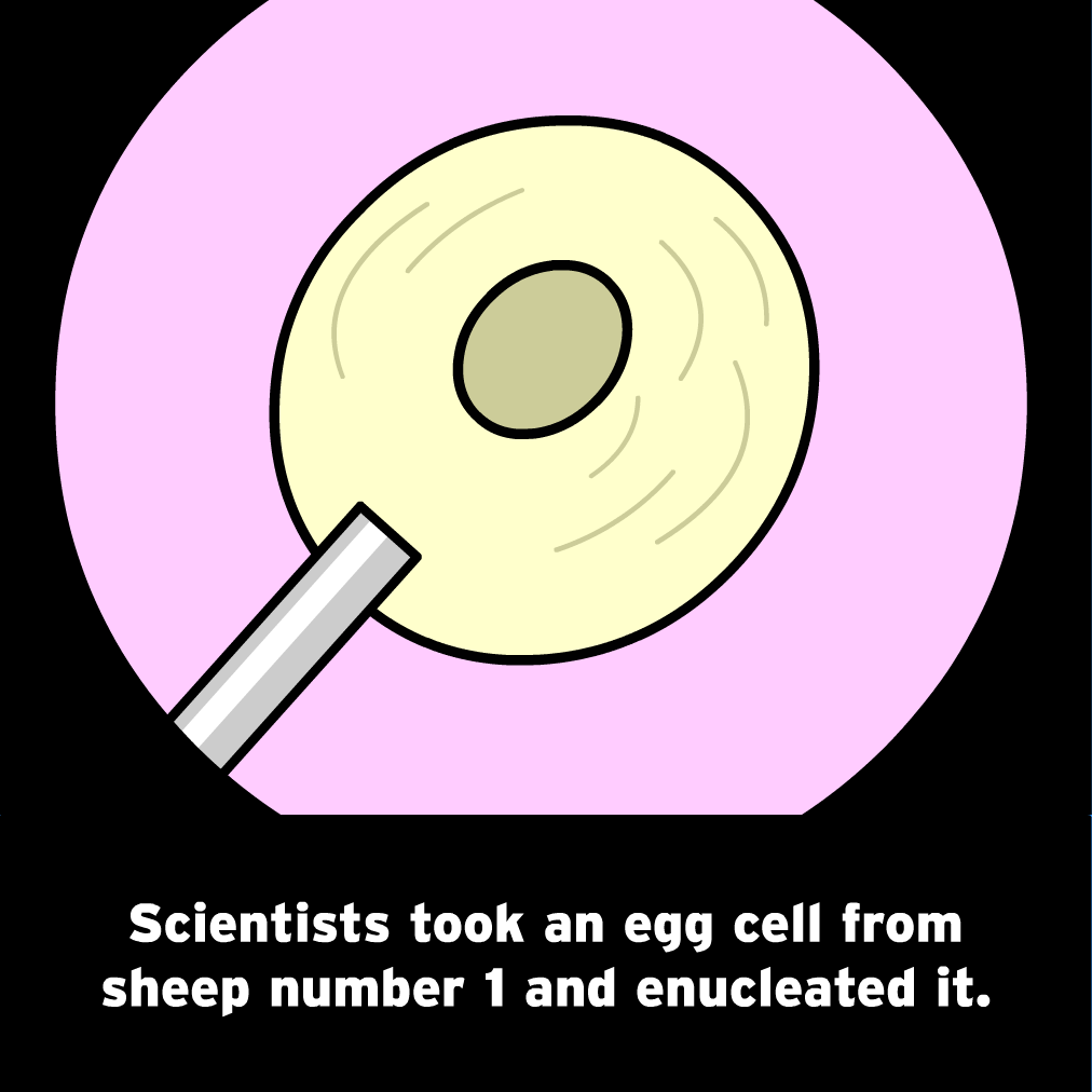 The Mysteries of Life With Tim & Moby: Dolly the Sheep