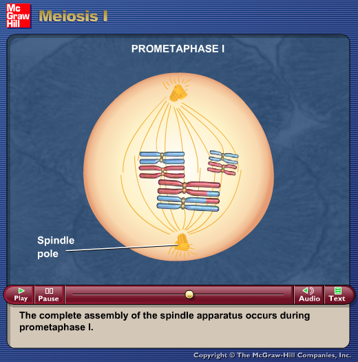 Meiosis I