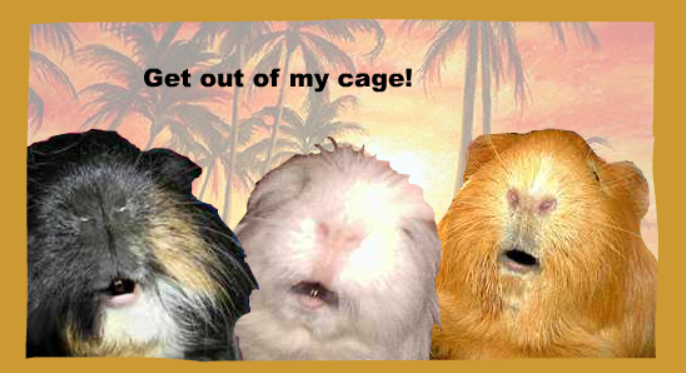 My Cage