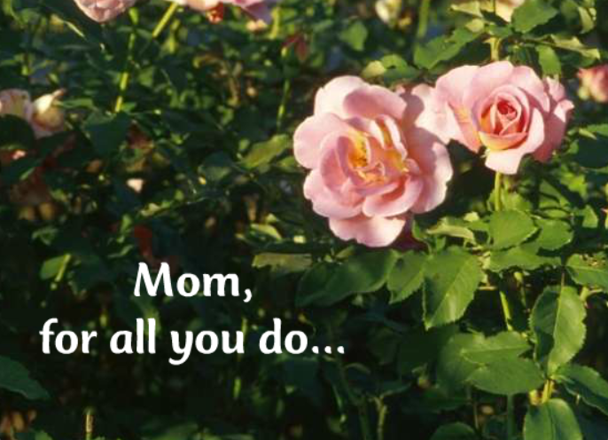 Mom, This Bud's For You