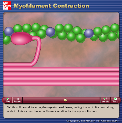 Myofilament Contraction