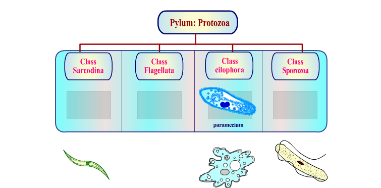 Pylum: Protozoa