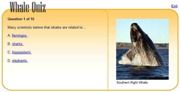 Whale Quiz