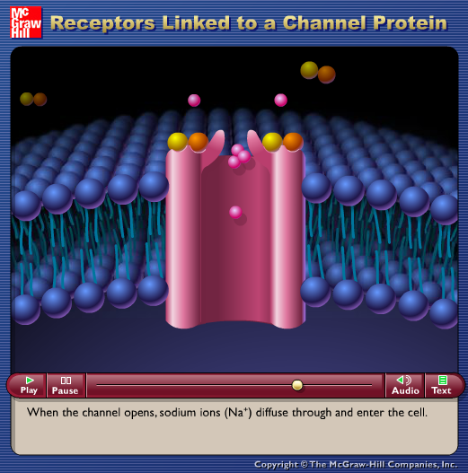 Receptors Linked to a Channel Protein