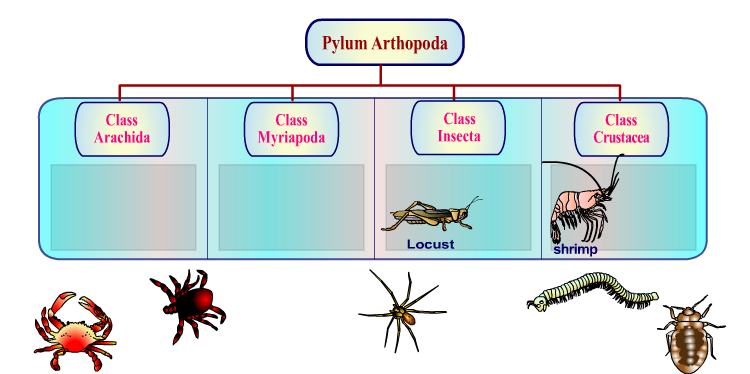 Pylum Arthopoda