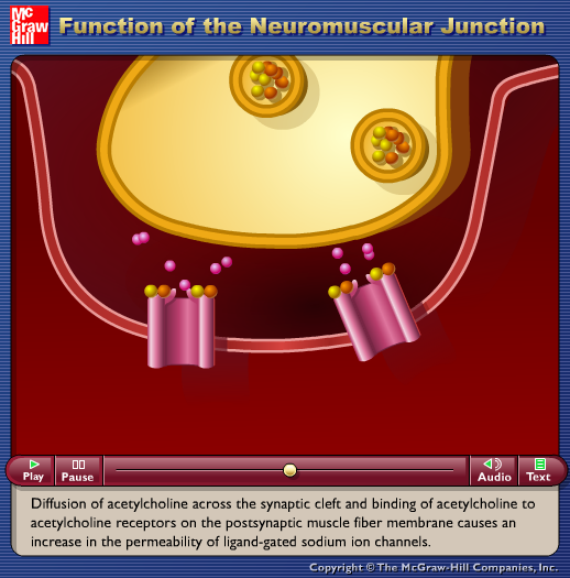 Function of the Neuromuscular Junction