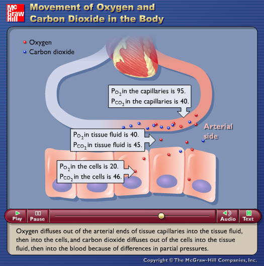 Movement of Oxygen and Carbon Dioxide in the Body