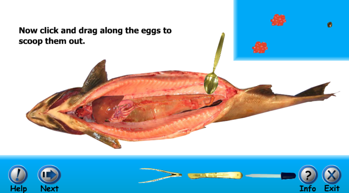 Salmon Dissection Game!