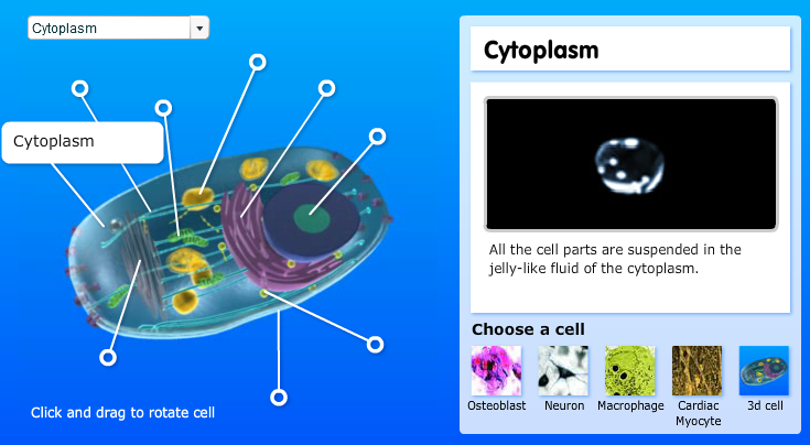 Explore a Cell