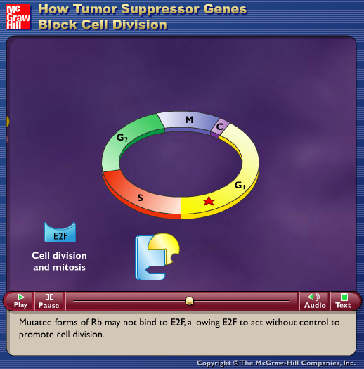 How Tumor Suppressor Genes Block Cell Division