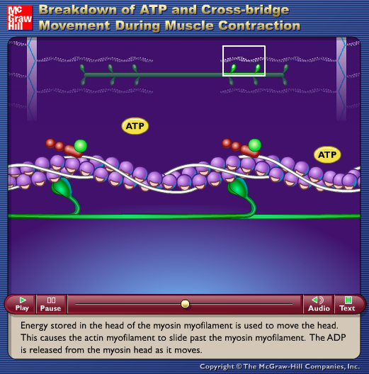 Breakdown of ATP and Cross-Bridge Movement During Muscle Contraction