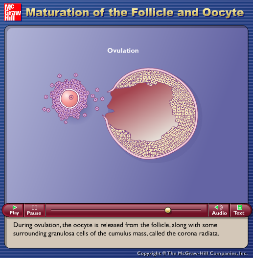 Maturation of the Follicle and Oocyte