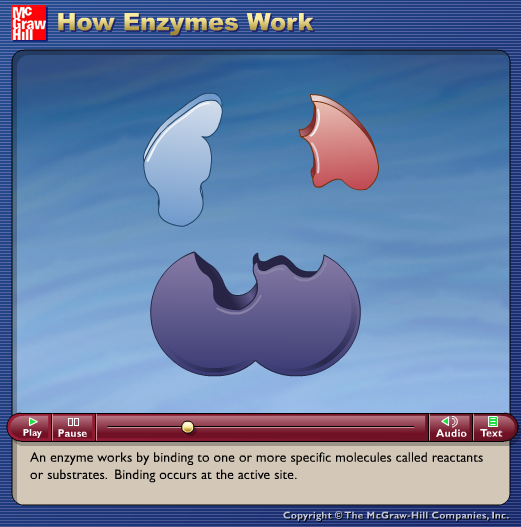 How Enzymes Work