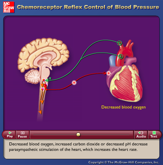 Chemoreceptor Reflex Control of Blood Pressure