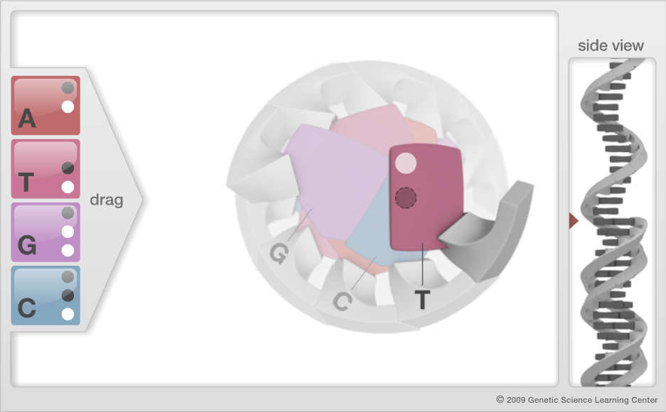 Build a DNA Molecule