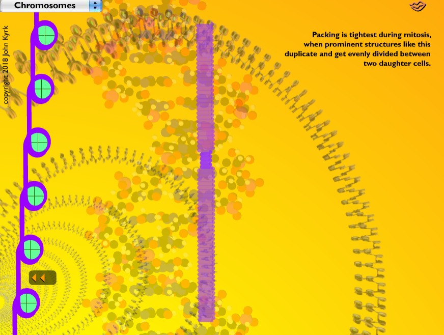 Chromosome Structure