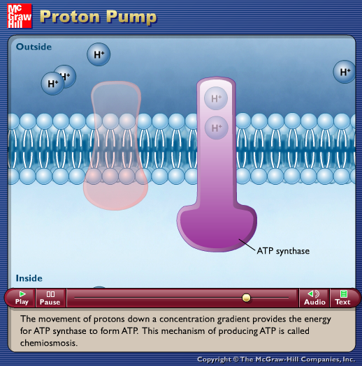 Proton Pump