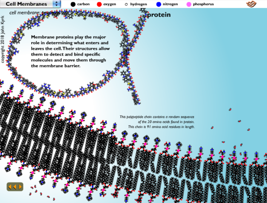 Cell Membranes