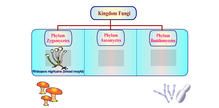 Kingdom Fungi