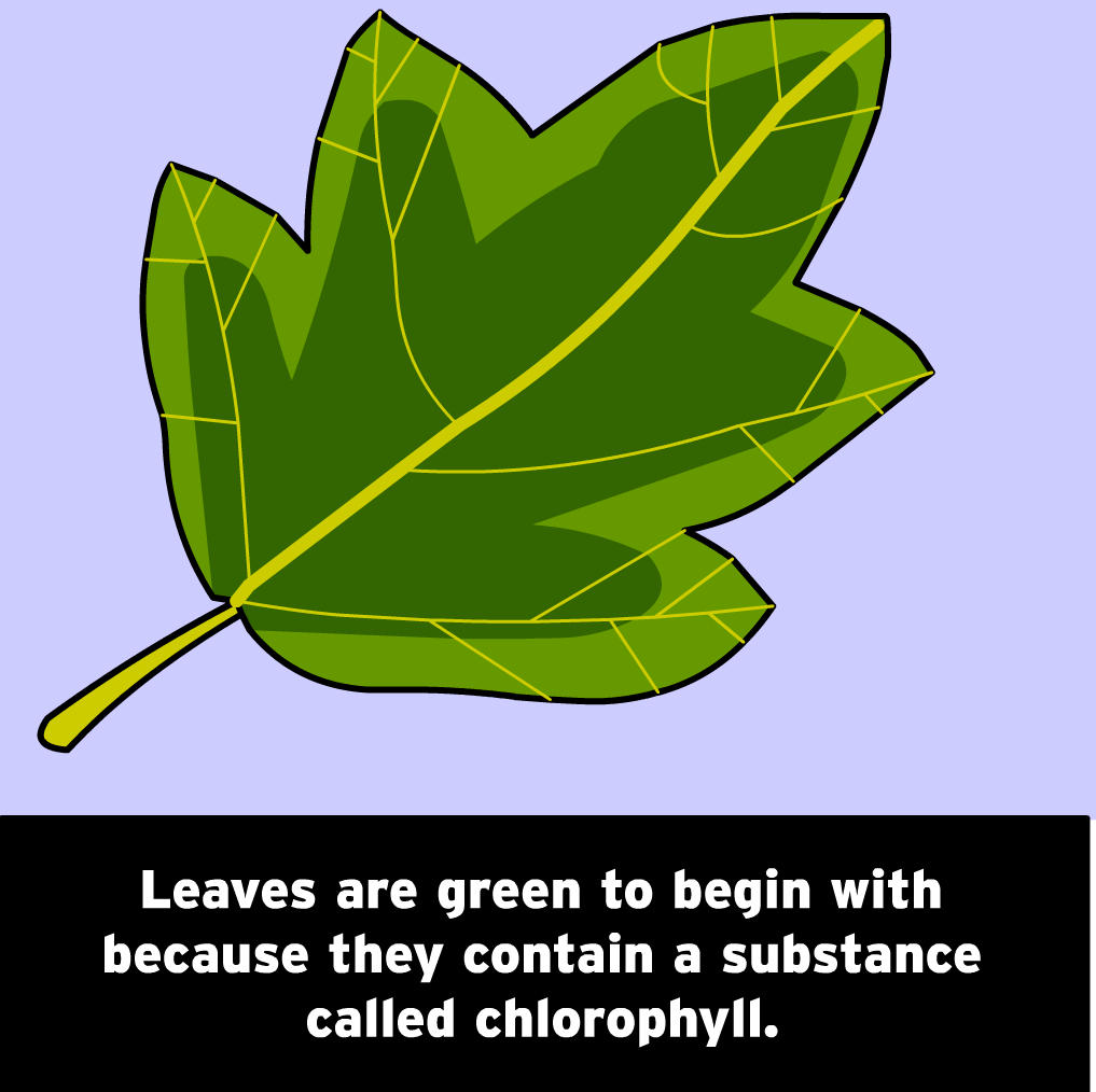 The Mysteries of Life With Tim & Moby: Autumn Leaves