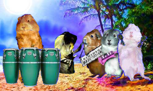 The Happy Guinea Pig Band