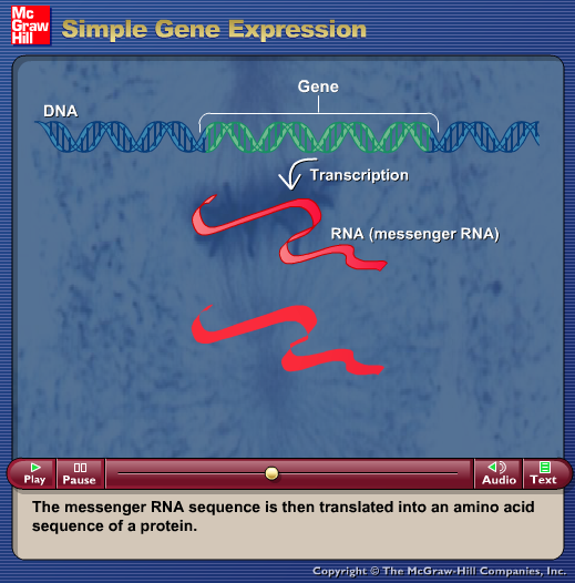 Simple Gene Expression