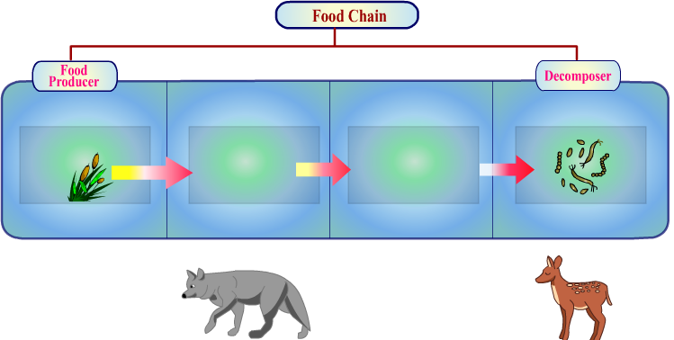 Food Chain