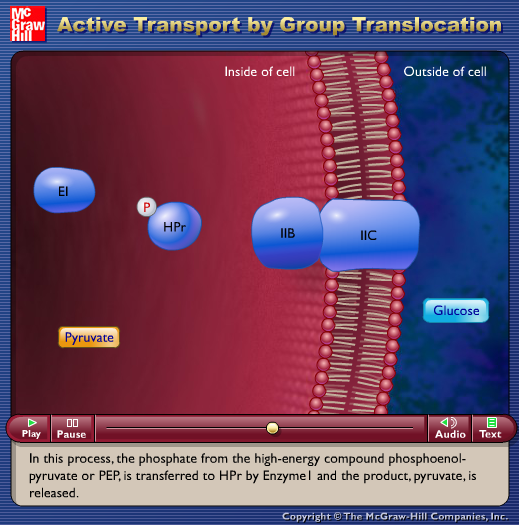 Active Transport by Group Translocation