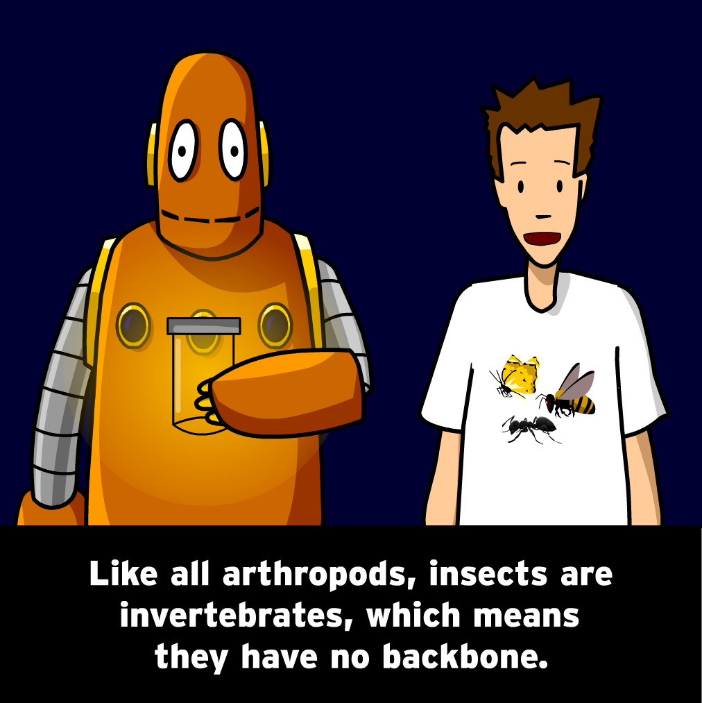 The Mysteries of Life With Tim & Moby: Insects