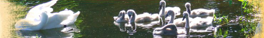 Orzysz naturalnie Header