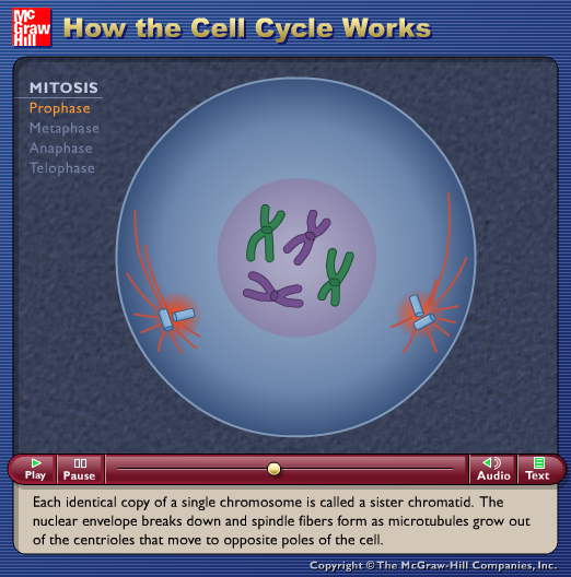 How the Cell Cycle Works