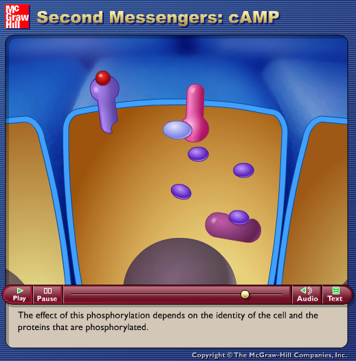 Second Messenger: cAMP