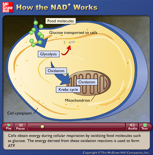 How the NAD+ Works