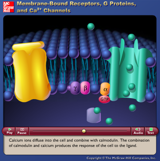 Membrane-Bound Receptors, G Proteins, and Ca2+ Channels