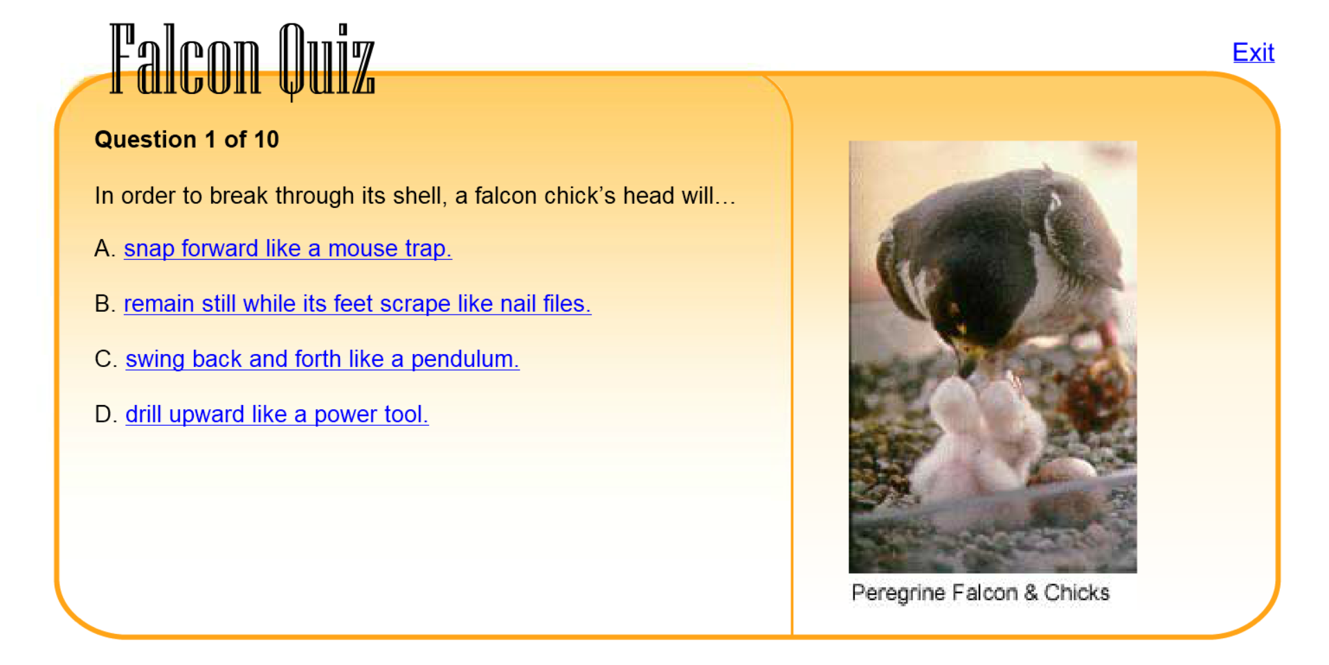 Falcon Quiz