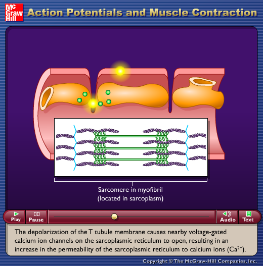 Action Potentials and Muscle Contraction