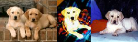 Labrador Vendo Lindos Filhotes Banner