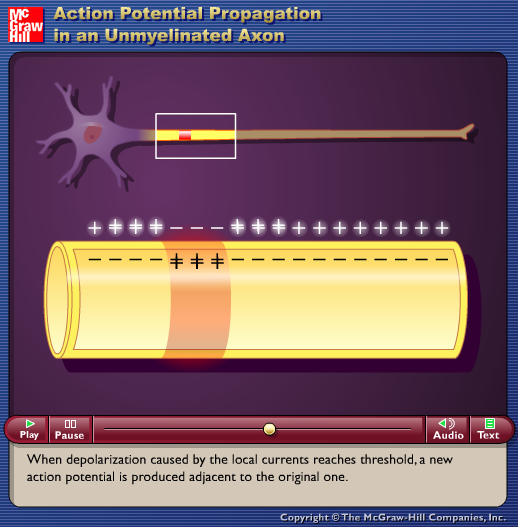 Action Potential Propagation in an Unmyelinated Axon