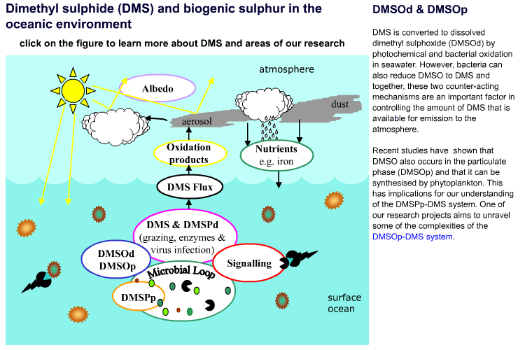 Dimethyl sulphide (DMS) and biogenic sulphur in the oceanic environment