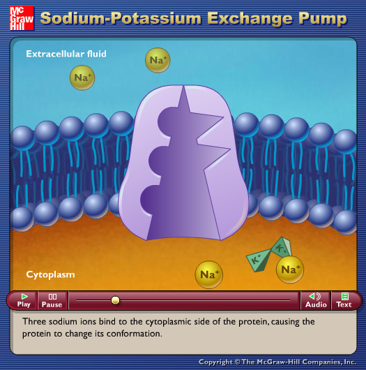 Sodium-Potassium Exchange Pump