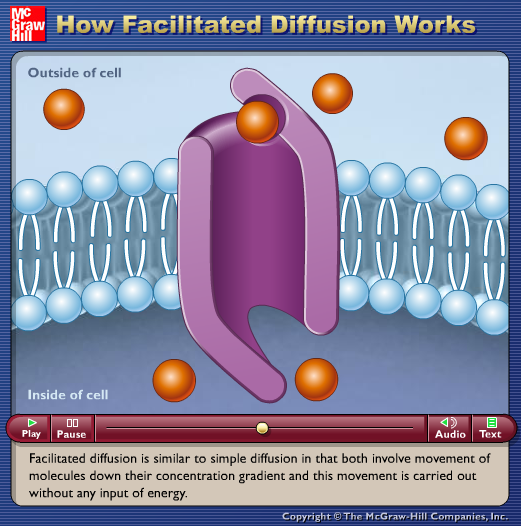 How Facilitated Diffusion Works