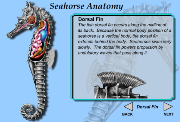 Seahorse Anatomy
